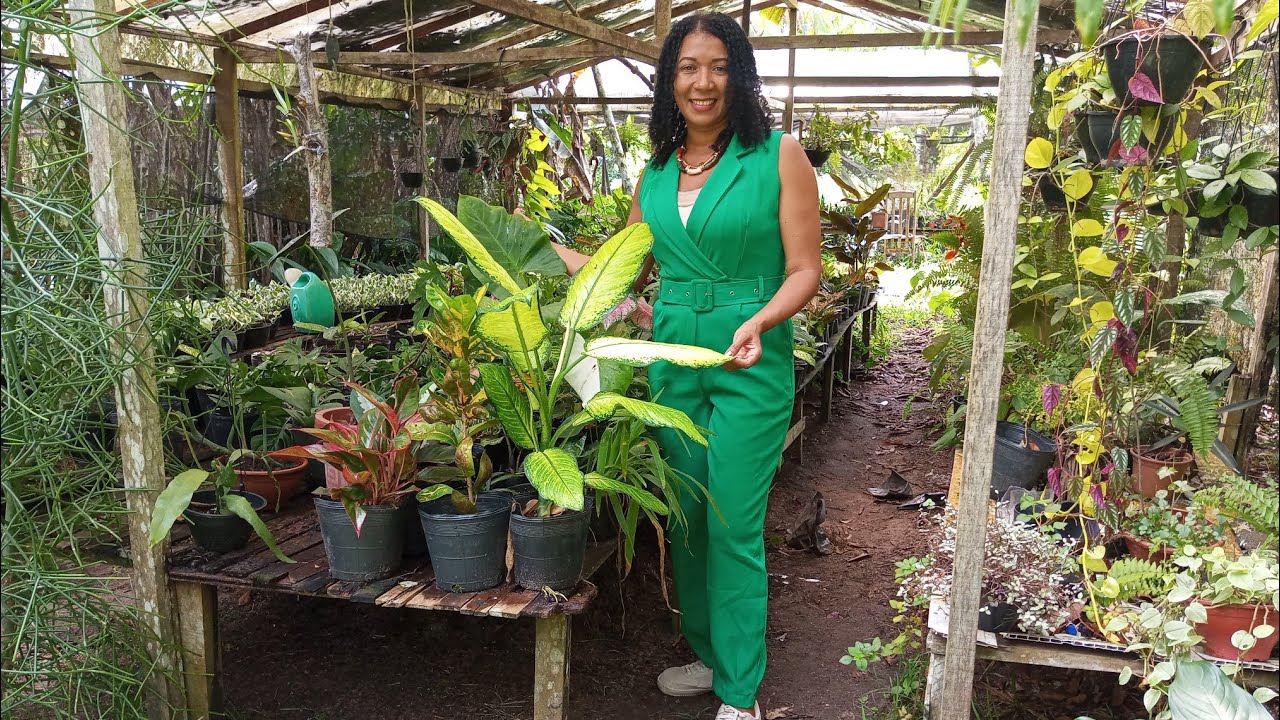 # viveiro flor de Jady, gente olha o que é plantas lindas e super baratas 😱🪴🪴💚