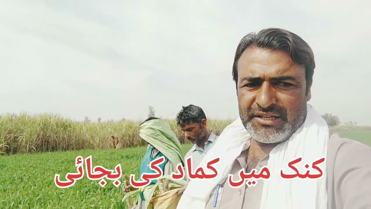 کنک میں کماد کی بجائی شروع #punjab #cultur #viral #facebook #trend #shorts #reels #farming 