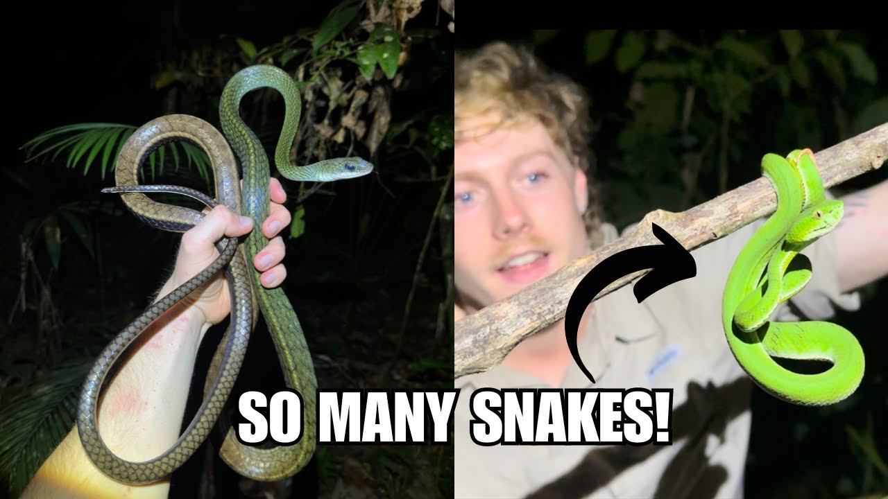 Snakes EVERYWHERE in the Bornean Jungle!