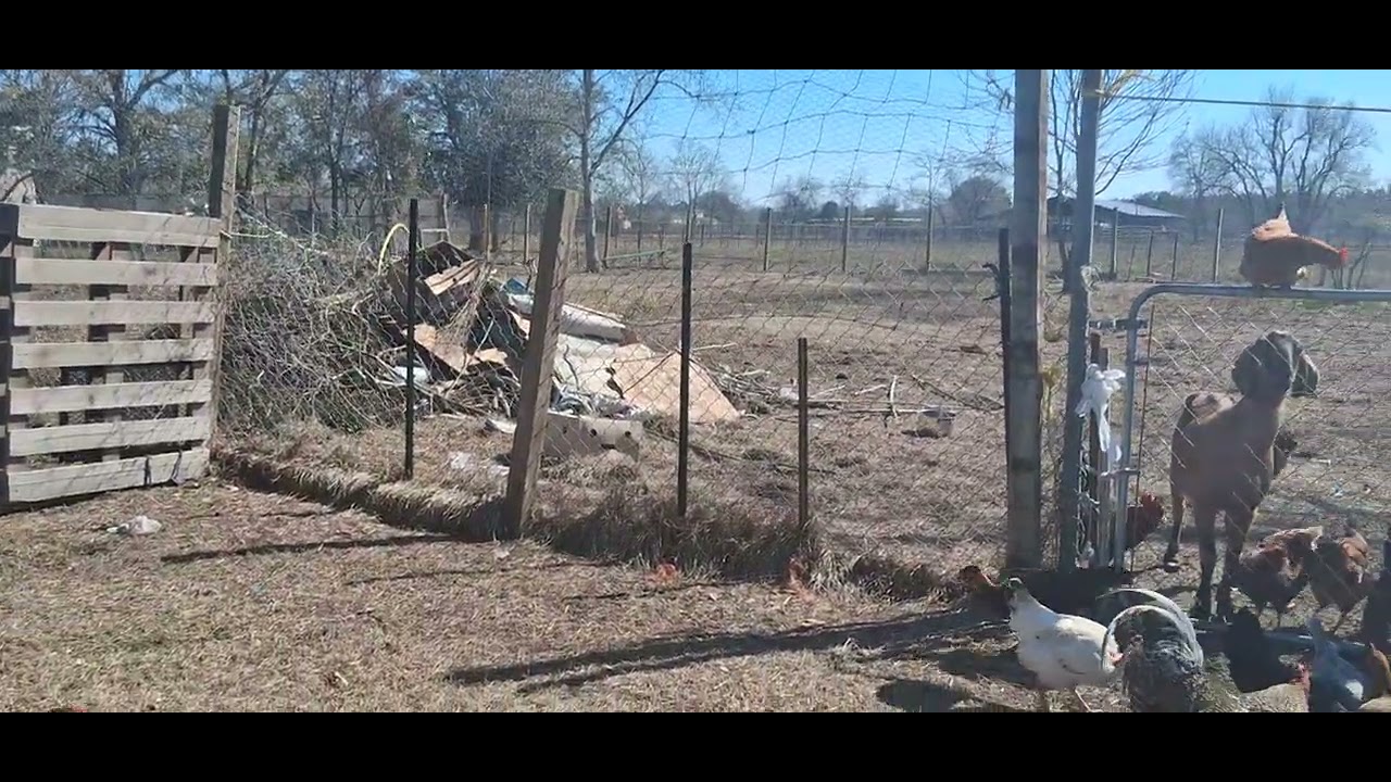 DESPUÉS  DE LA TORMENTA  MIS GALLINAS  ESTAN BIEN 