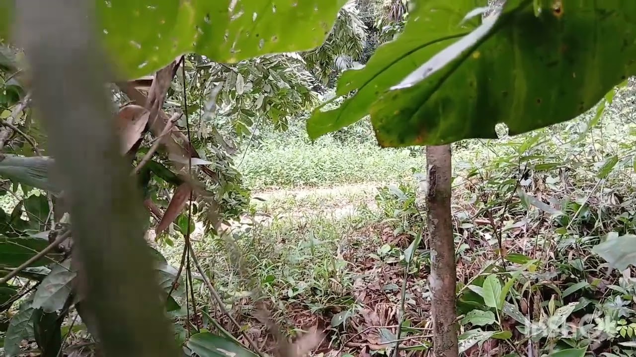 Filmando o jaó ou zabelê
