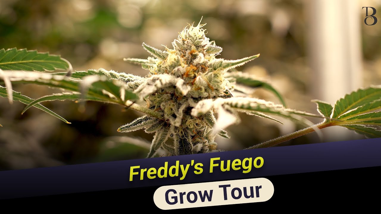 TBC Presents: Grow Tour - Freddy's Fuego