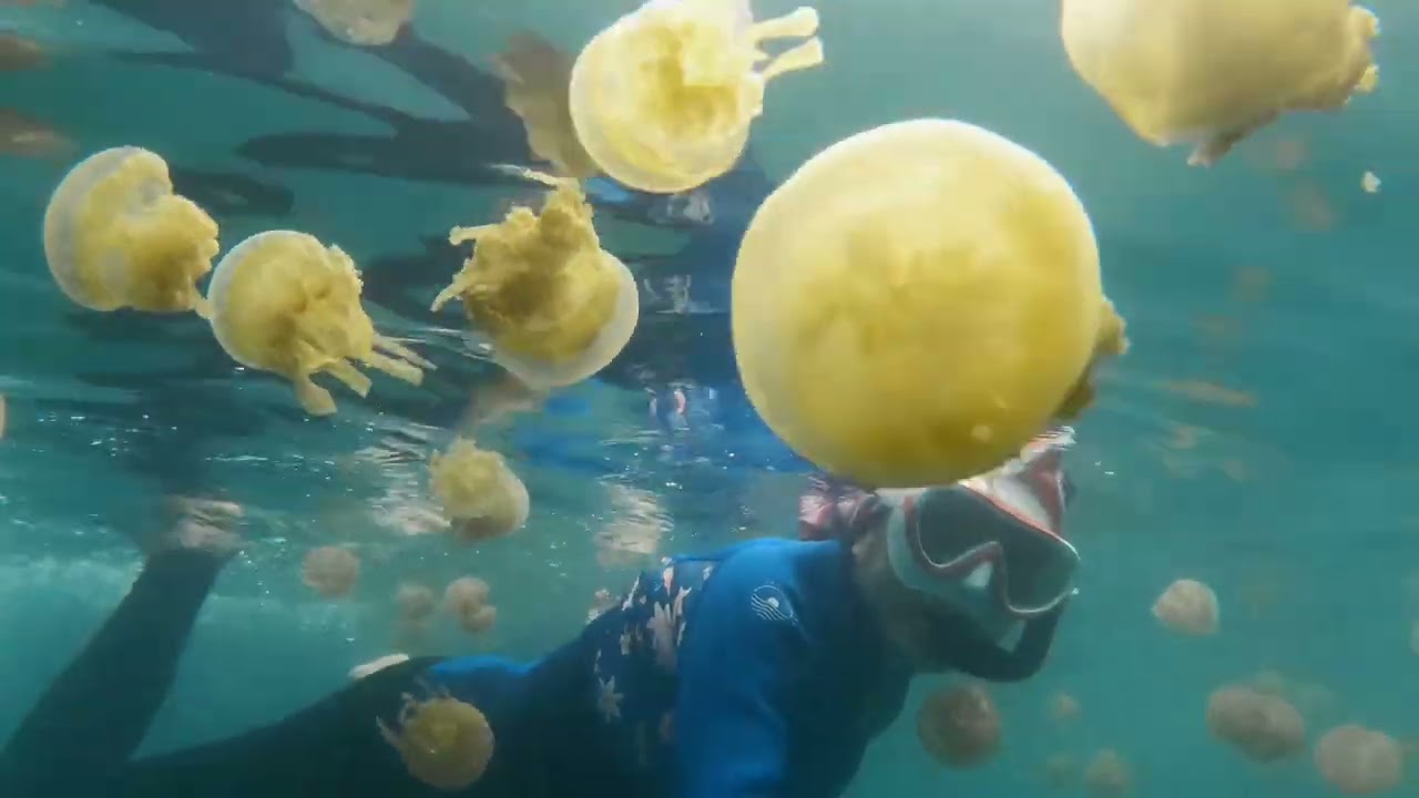 Raja ampat jelly fish lake 12/2026