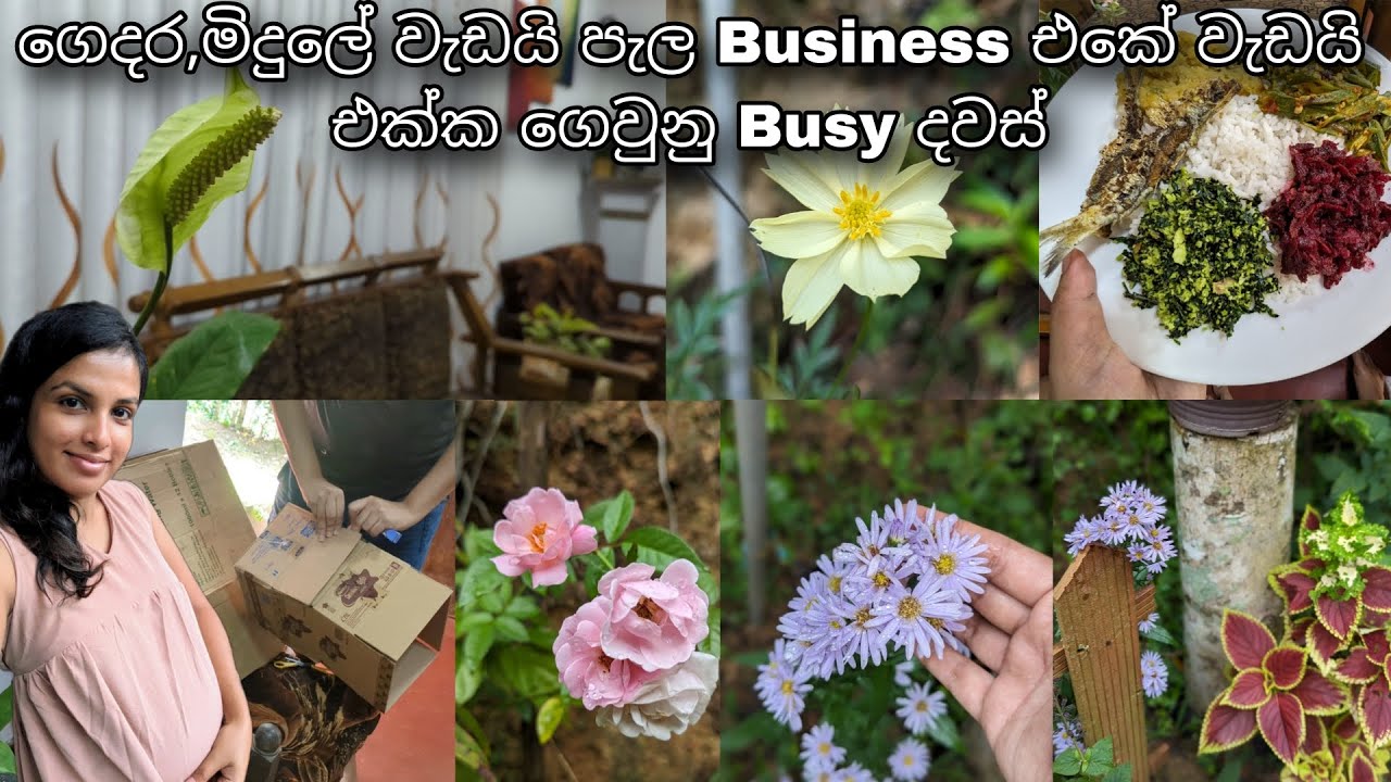 මිදූලත් ලස්සනට තියාගන්න ගමන් අනිත් වැඩත් ගානට කරනවා 🌿🥀 | එන්න orders pack කරමු 📦 | Gardening Vlog