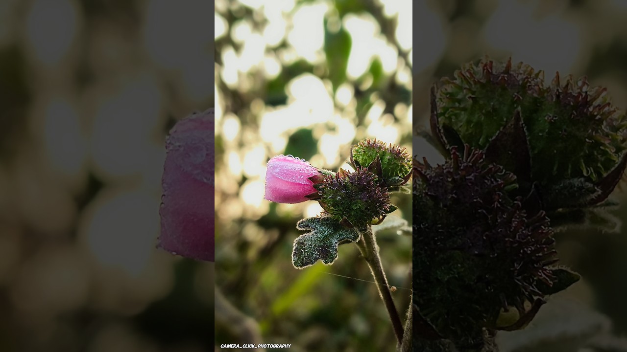 Use Pro Mode on your phone for 📸creative mobile photography tips and tricks 🔥 