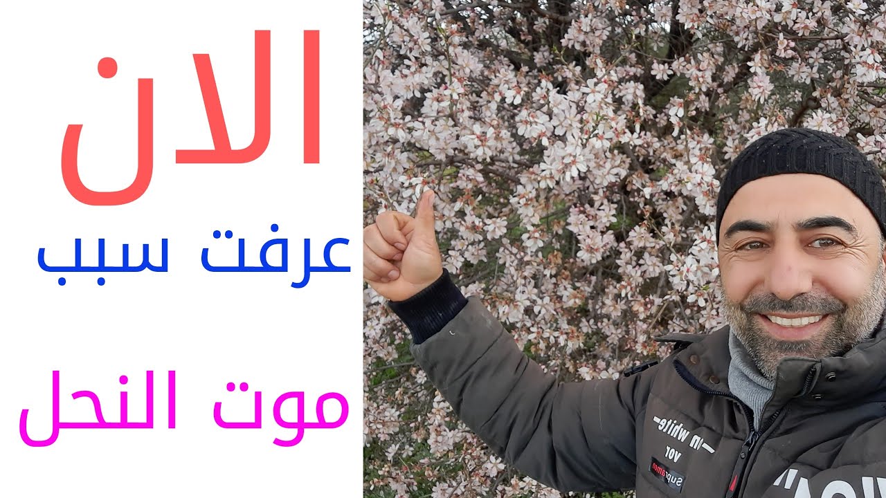 موت النحل؟؟؟؟ كيف تعرف سبب موت النحل وتميزه /تسمم _مرض.....الخ/