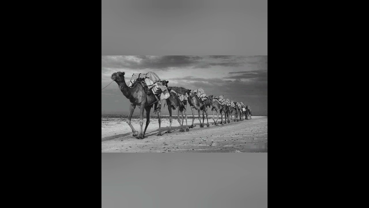 قصة مكيدة الأخوة التي اكتشفها كلبهم !!