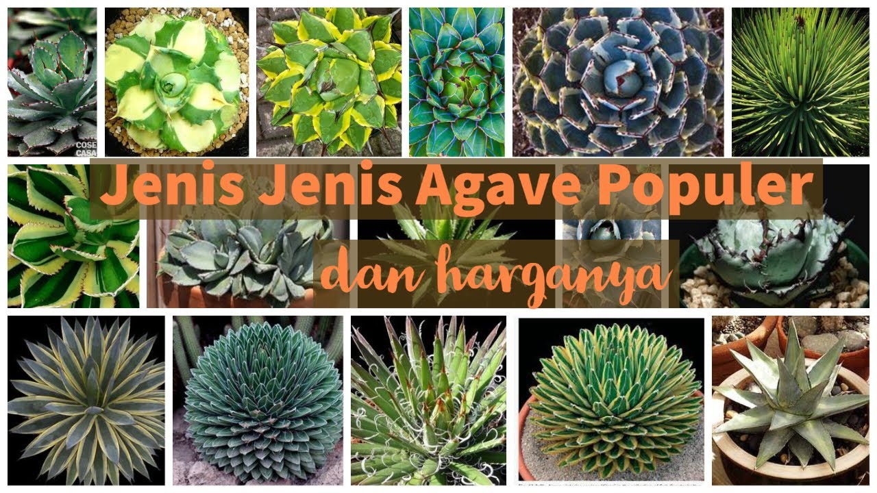 Jenis Jenis Agave Populer dan Harganya