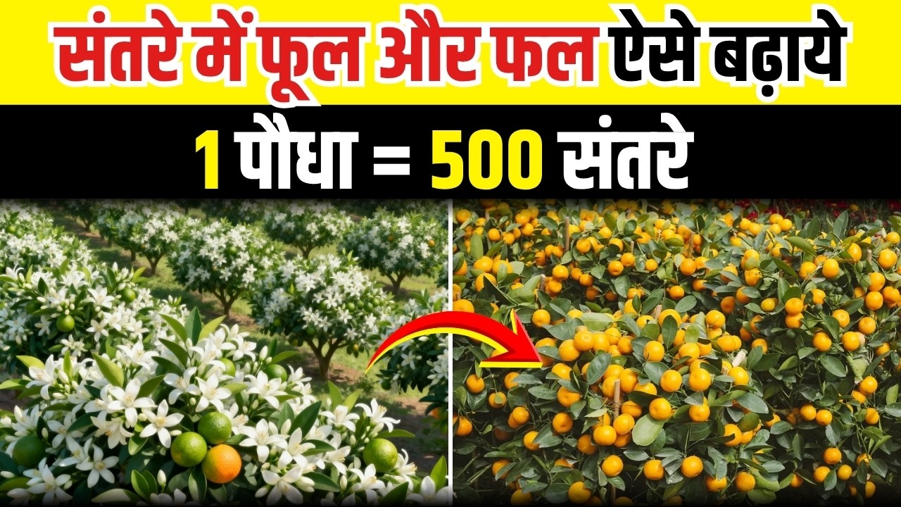 संतरे में फूल और फल बढ़ाने का जबरदस्त फॉर्मूला | 1 पौधा = 500 संतरे