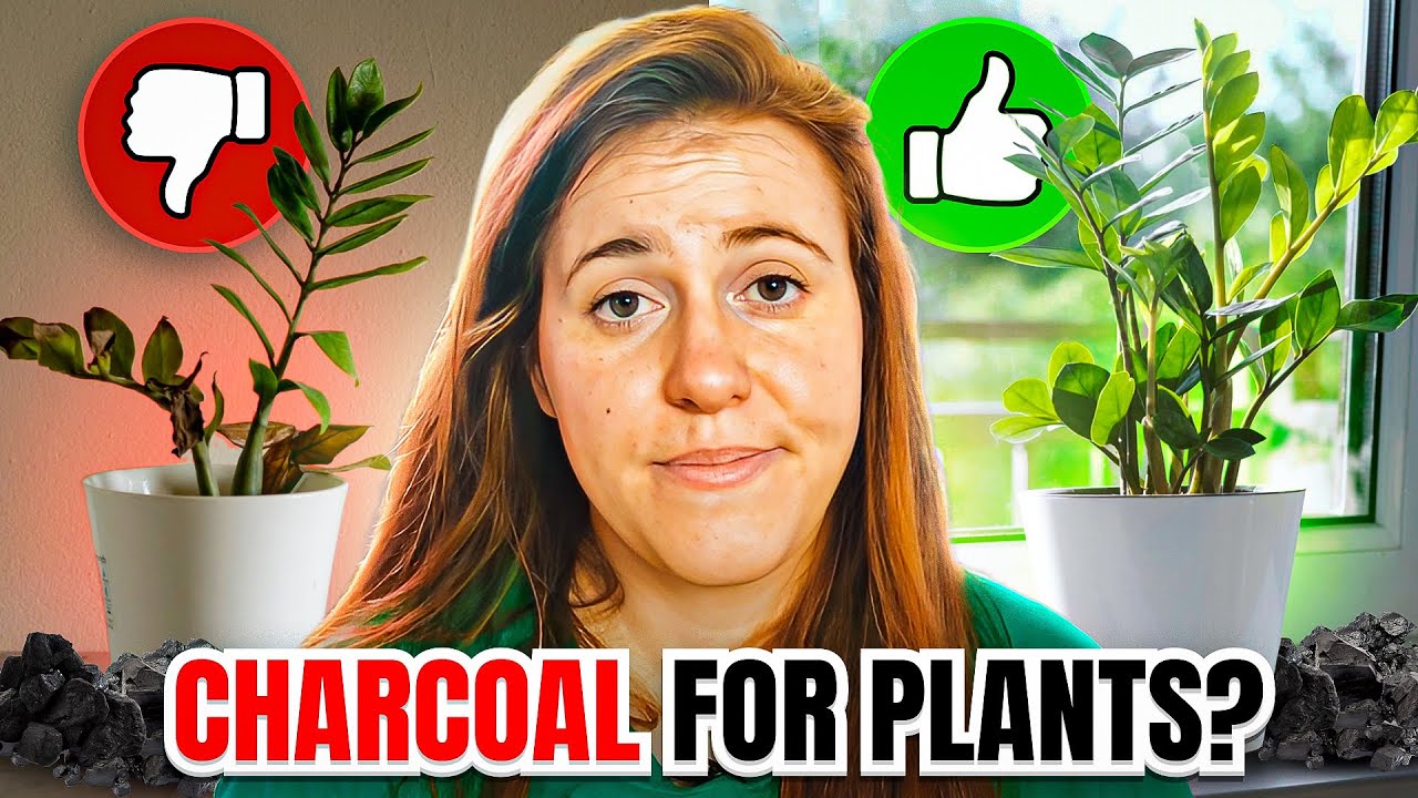USING CHARCOAL IN POTTING SOIL? BENEFITS & DOWNFALLS OF CHARCOAL & PLANTS | Gardening in Canada 🎍