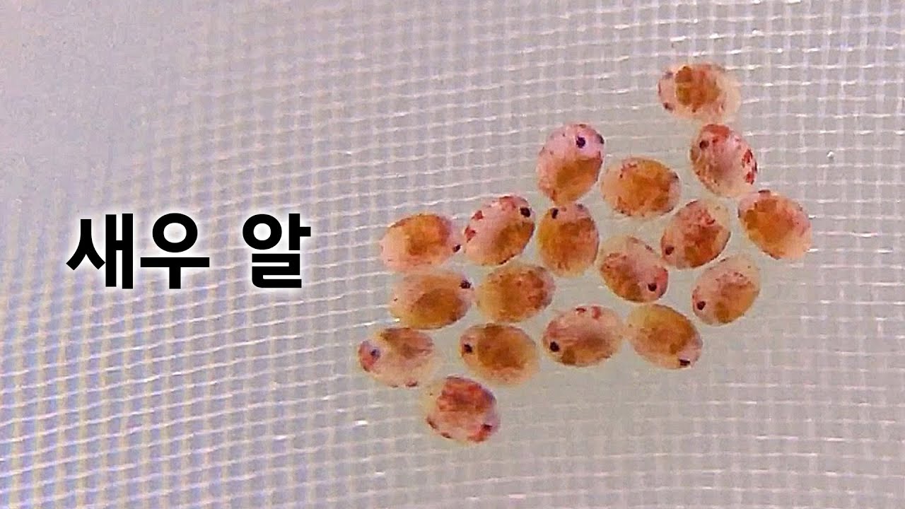 어미 잃은 CRS새우 알 인공부화시키기