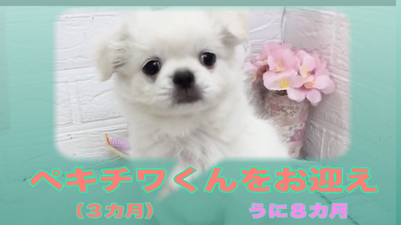 ３カ月のペキチワくんをお迎えしました