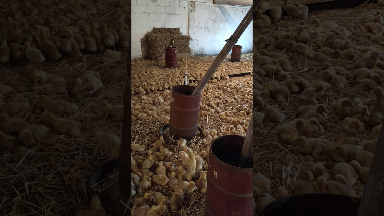 Nasza pierwsza ferma Kaczek Pekin. Hodowla kaczek Pekin. Część 1.