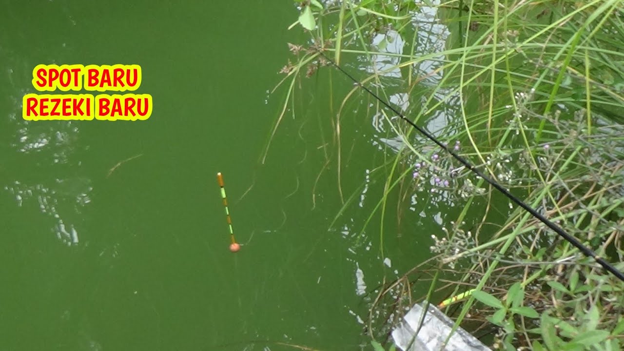 NYOBA SPOT BARU !!! GACORNYA GAK KETULUNGAN #mancinglobangikannila #mancing #fishing #mancingmania