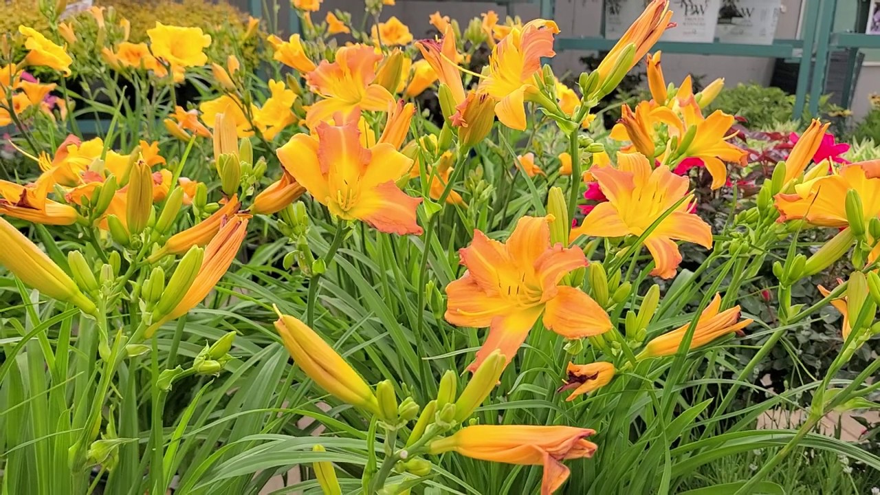Hemerocallis Never Ending&reg; Yellow Parfait (Daylily) // Easy to Grow, Heavy & LONG-BLOOMING Perennial