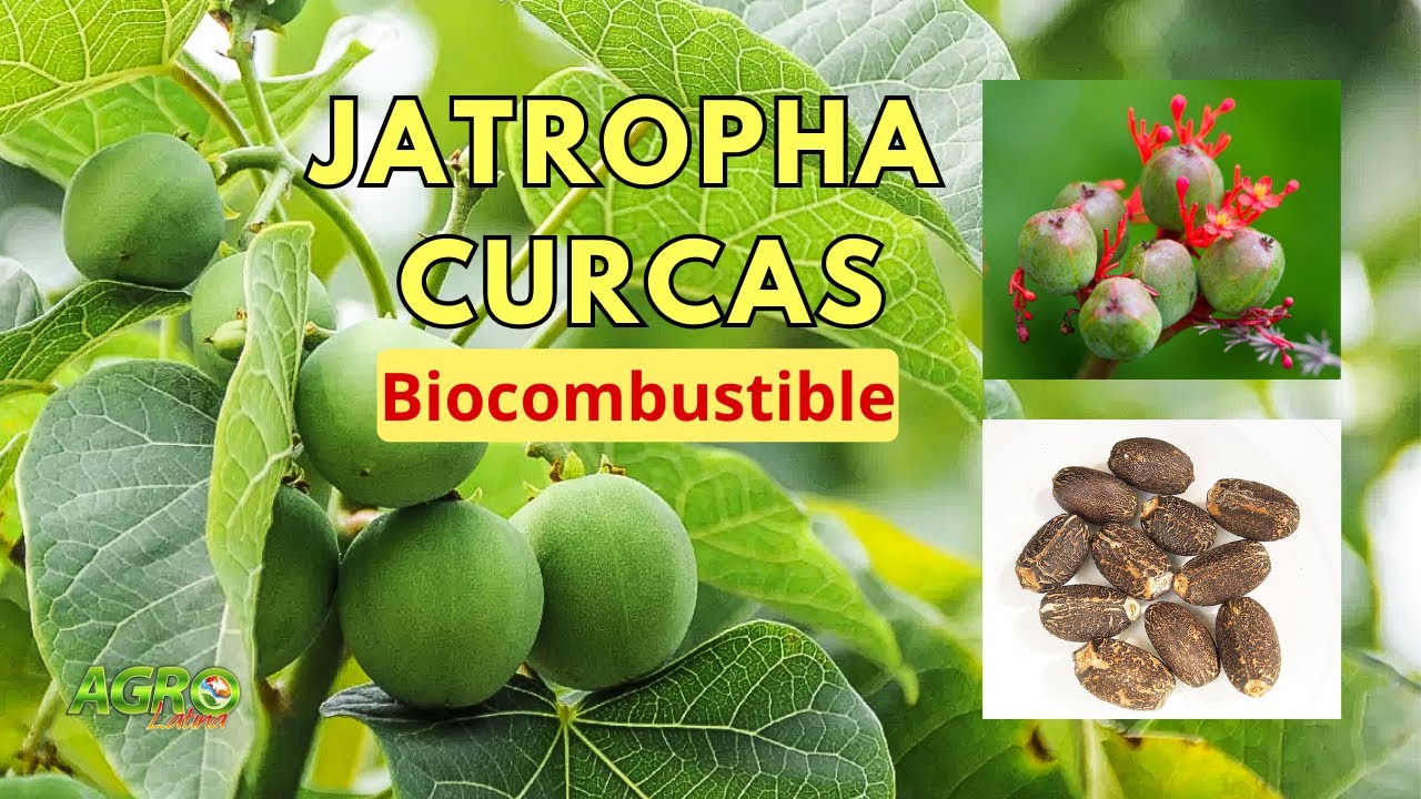 JATROPHA CURCAS: BIOCOMBUSTIBLE, PESTICIDA, FUNGICIDA, MEDICINA,   Sistema Agoforestal_Silvopastoril