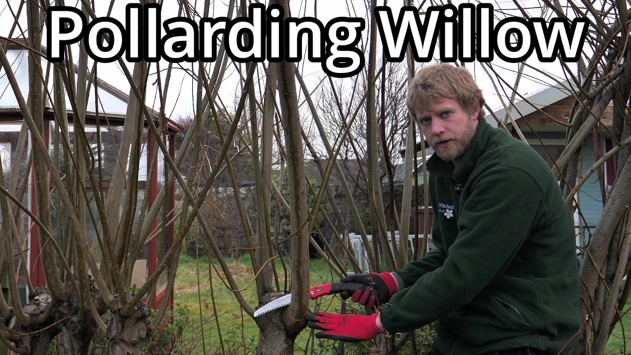Willow Archways Update (2025)