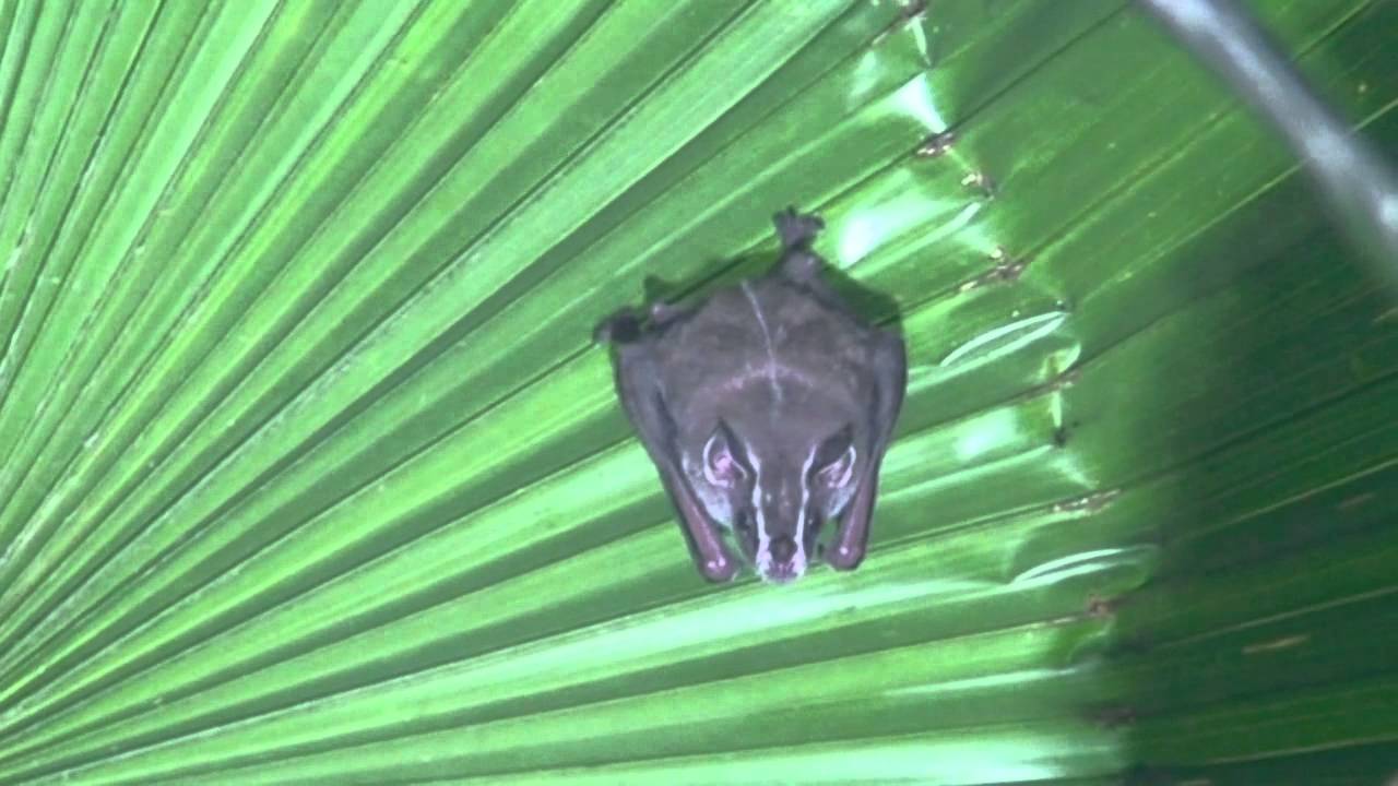 Leaf nose bat