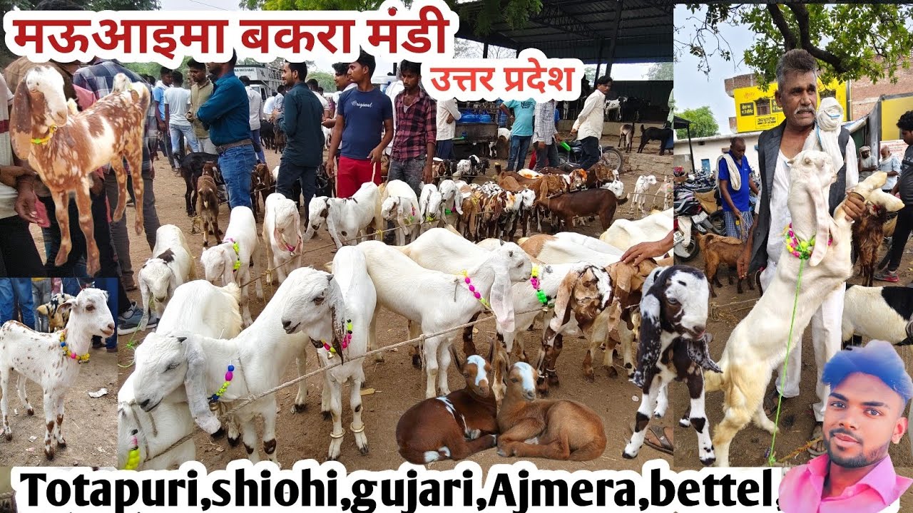 मऊआइमा बकरा मंडी । LIVE Update । मऊआइमा बकरा मंडी प्रयागराज | New video | Allahabad बकरा मंडी 2025