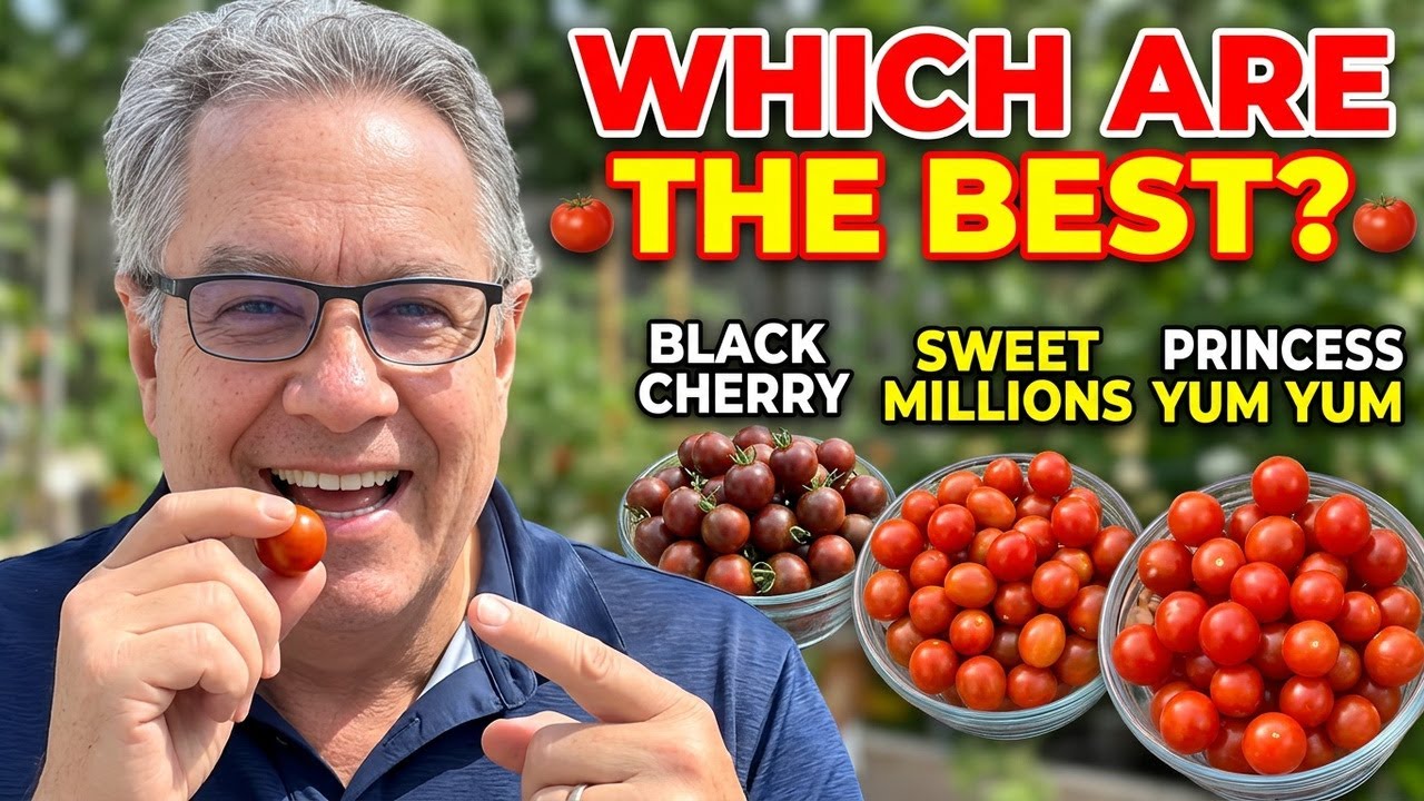 Cherry Tomato Taste Test 🍅 | Black Cherry vs Sweet Millions vs Princess Yum Yum