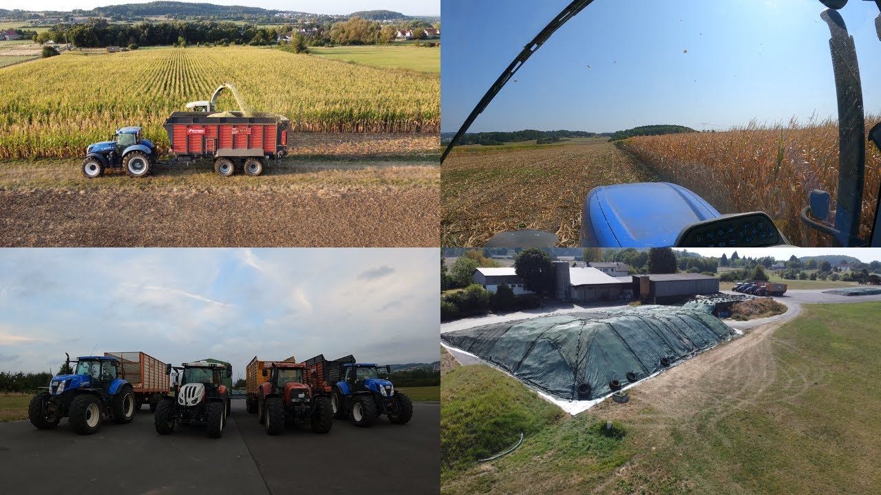 FarmVlog #115 Maisernte im August | So früh wie noch nie | Ist das schon Körnermais? | Claas Jaguar