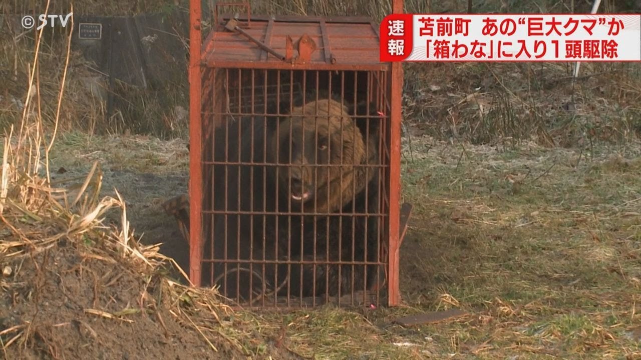【駆除】体長1.9メートル　箱わなで暴れる&ldquo;巨大クマ&rdquo;　目撃相次いでいた個体か　北海道苫前町