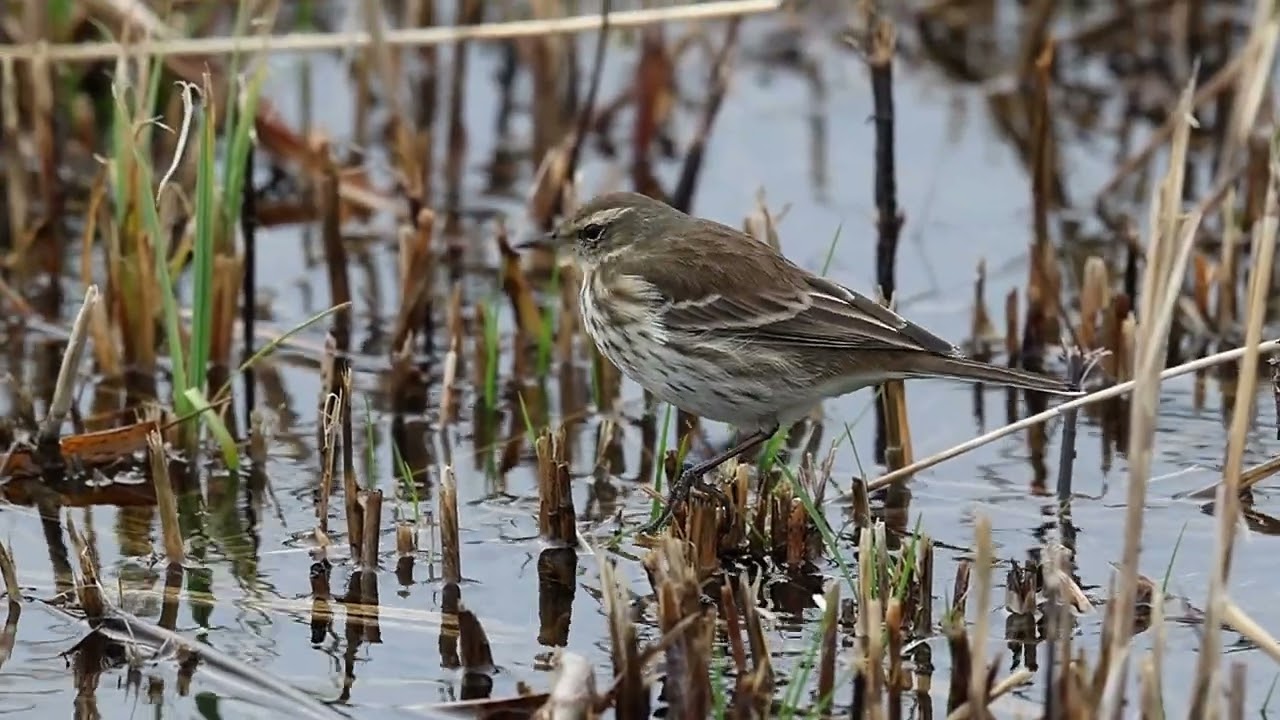 Water Pipit