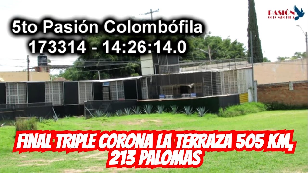Final Triple Corona La Terraza 505 km, 213 palomas, 5to. Lugar Pasión Colombófila