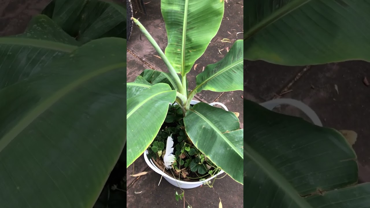 Our little Banana pup is off to her new home 🌱🍌 #FoodFreedom is freedom #GrowingForFreedom