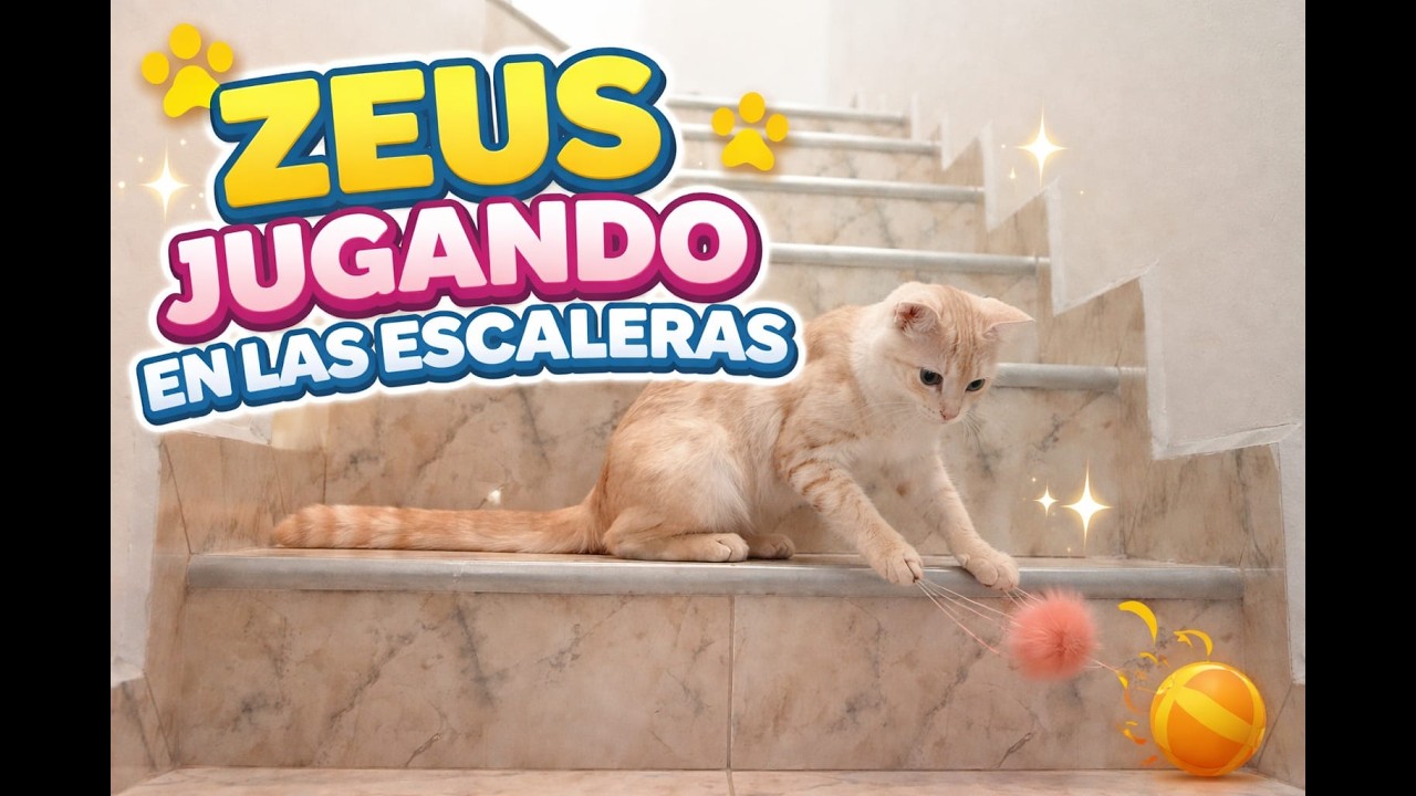 Zeus y su humano jugando sin parar 🐾