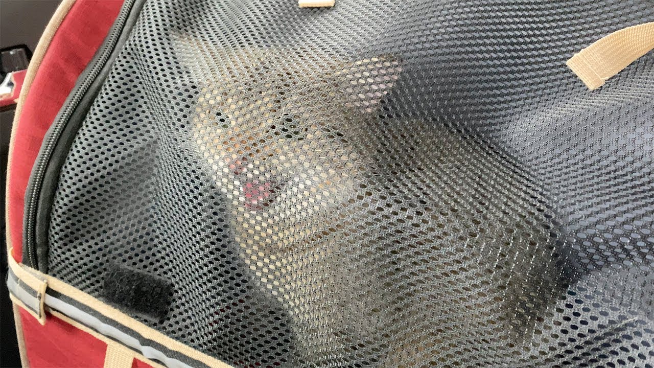 病院に連れて行かれて鳴き出してしまう子猫！（避妊手術の術前検査）