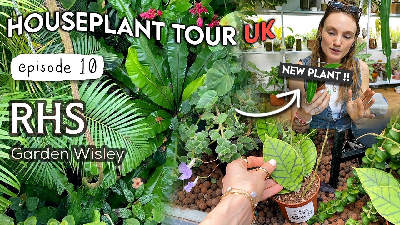 Plant Tour + Haul at RHS Wisley | Houseplant Tour UK e10