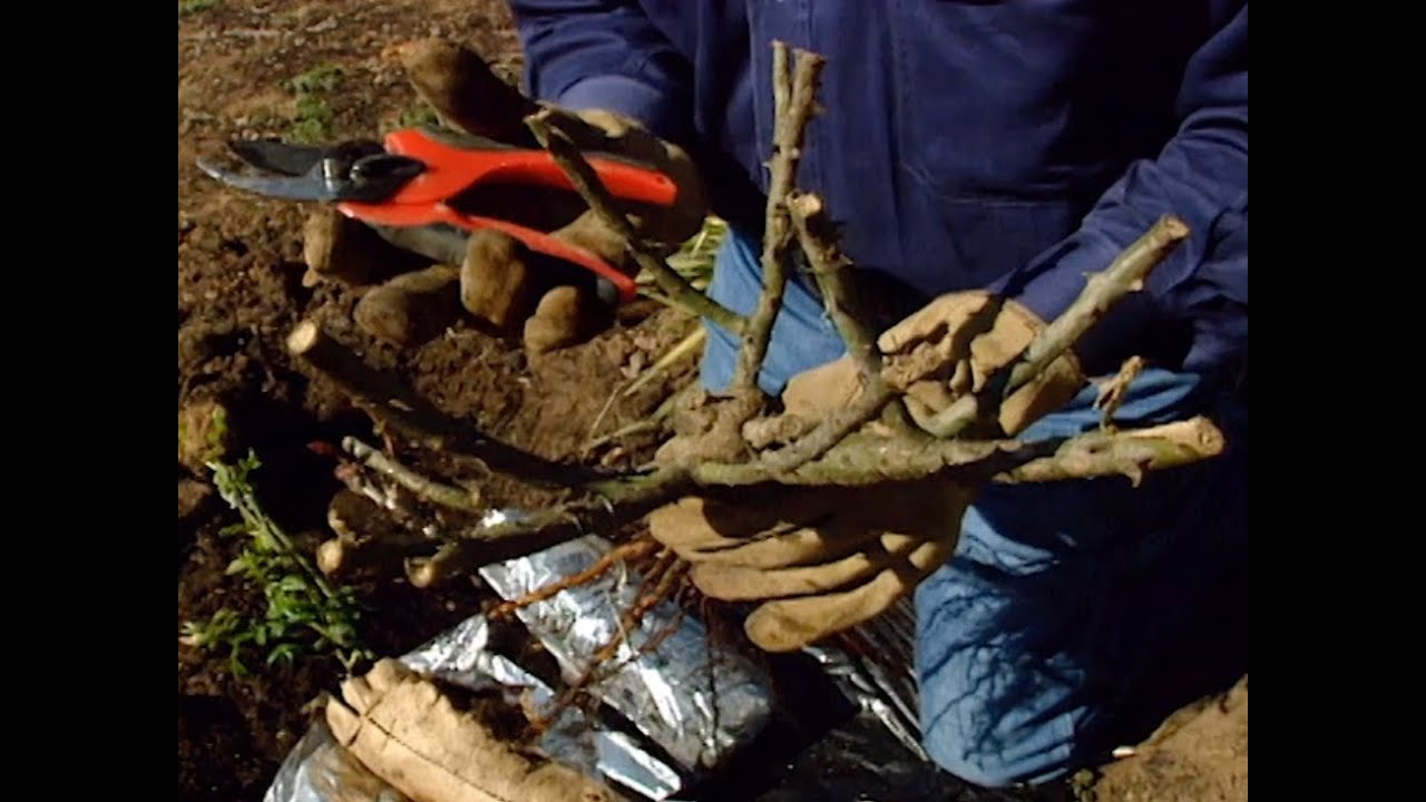 Planting Roses
