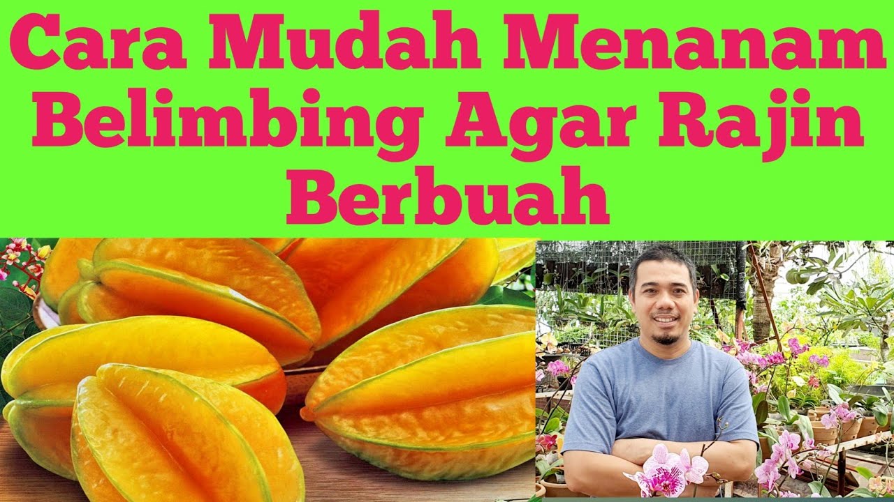 Cara Menanam Belimbing agar cepat berbuah/ Cara Menanam Tabulampot belimbing/ Tanaman Belimbing