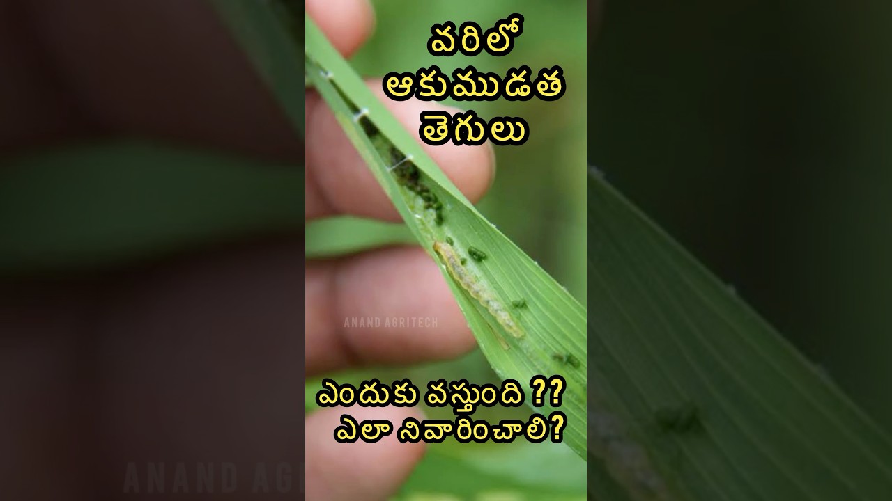 వరిలో ఆకుముడత తెగులు 🌾| ఎందుకు వస్తుంది? ఎలా నివారించాలి? #leaffolder #paddy