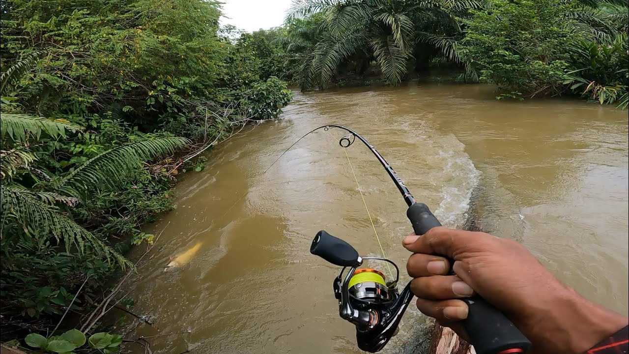 SANGAT KUAT dan BESAR MANCING IKAN HAMPALA BESAR DI SUNGAI KERUH