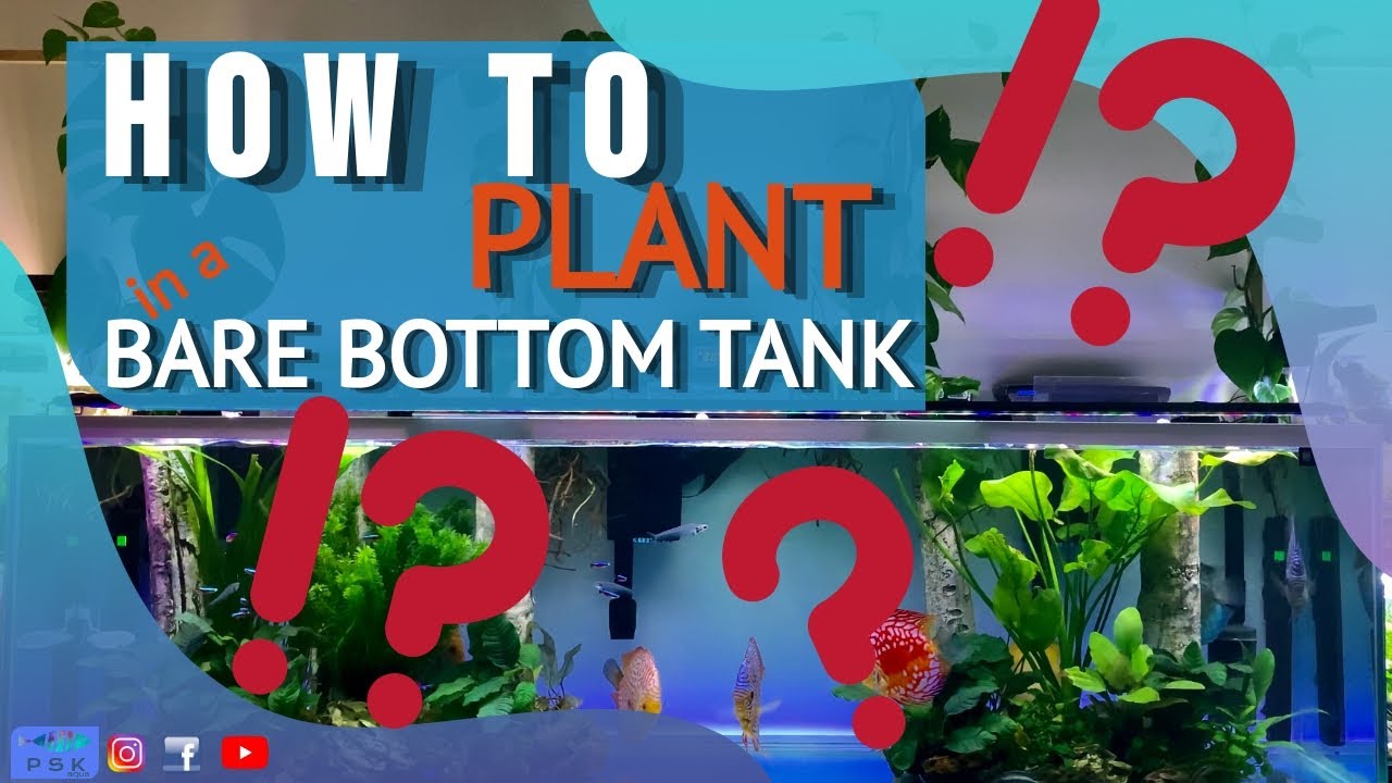 HOW TO PLANT ON A BARE BOTTOM TANK - small upgrade on my discus tank