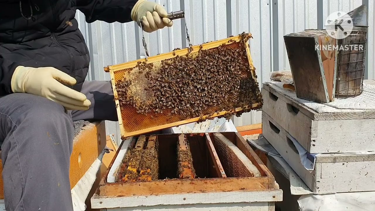 (분양완료) 26년3월6일 종봉분양 30군 일괄판매 봄벌깨우고 60일차 #honeybee #종봉분양 #예천군 
