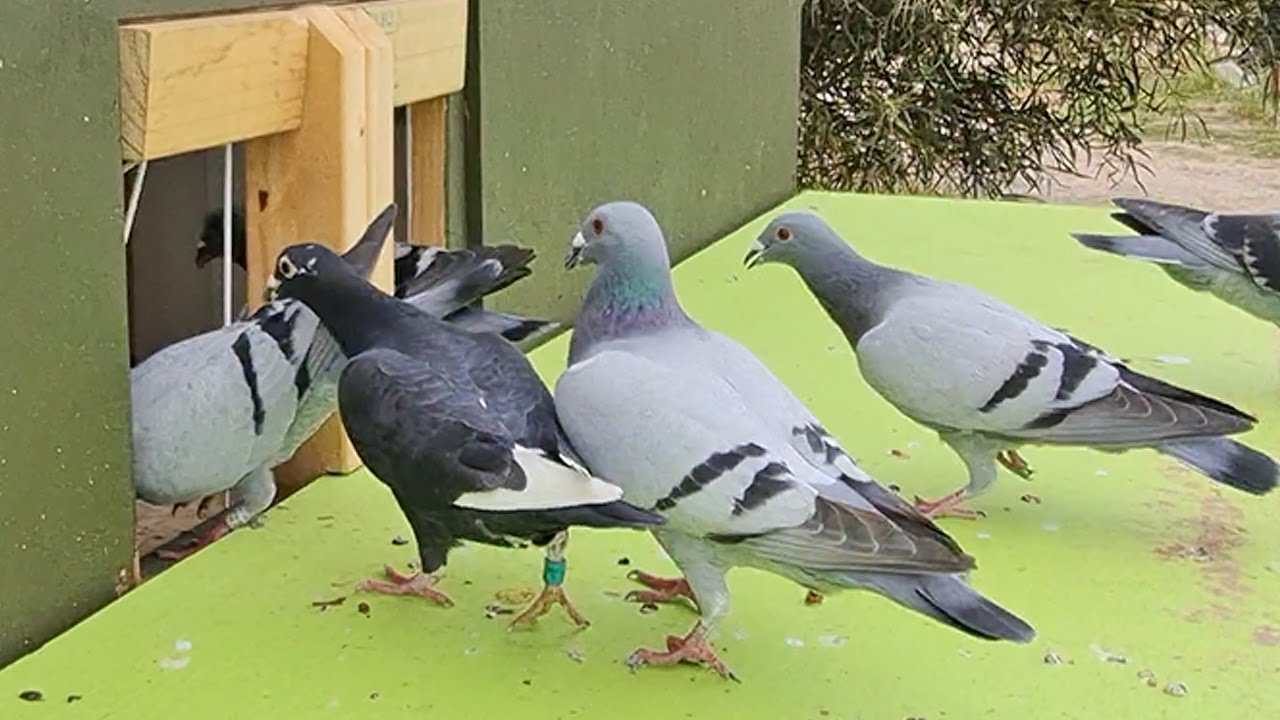 BEST PIGEON TRAP!