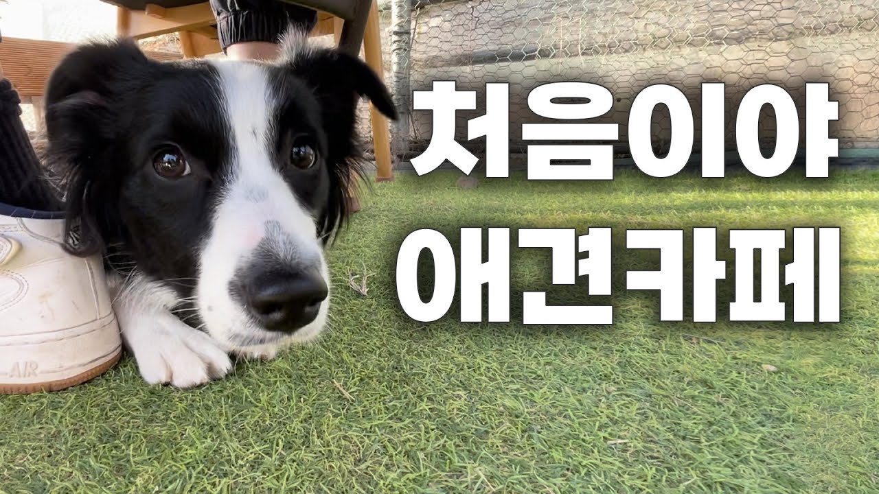강아지들이 첫 애견카페를 가면 벌어지는일?