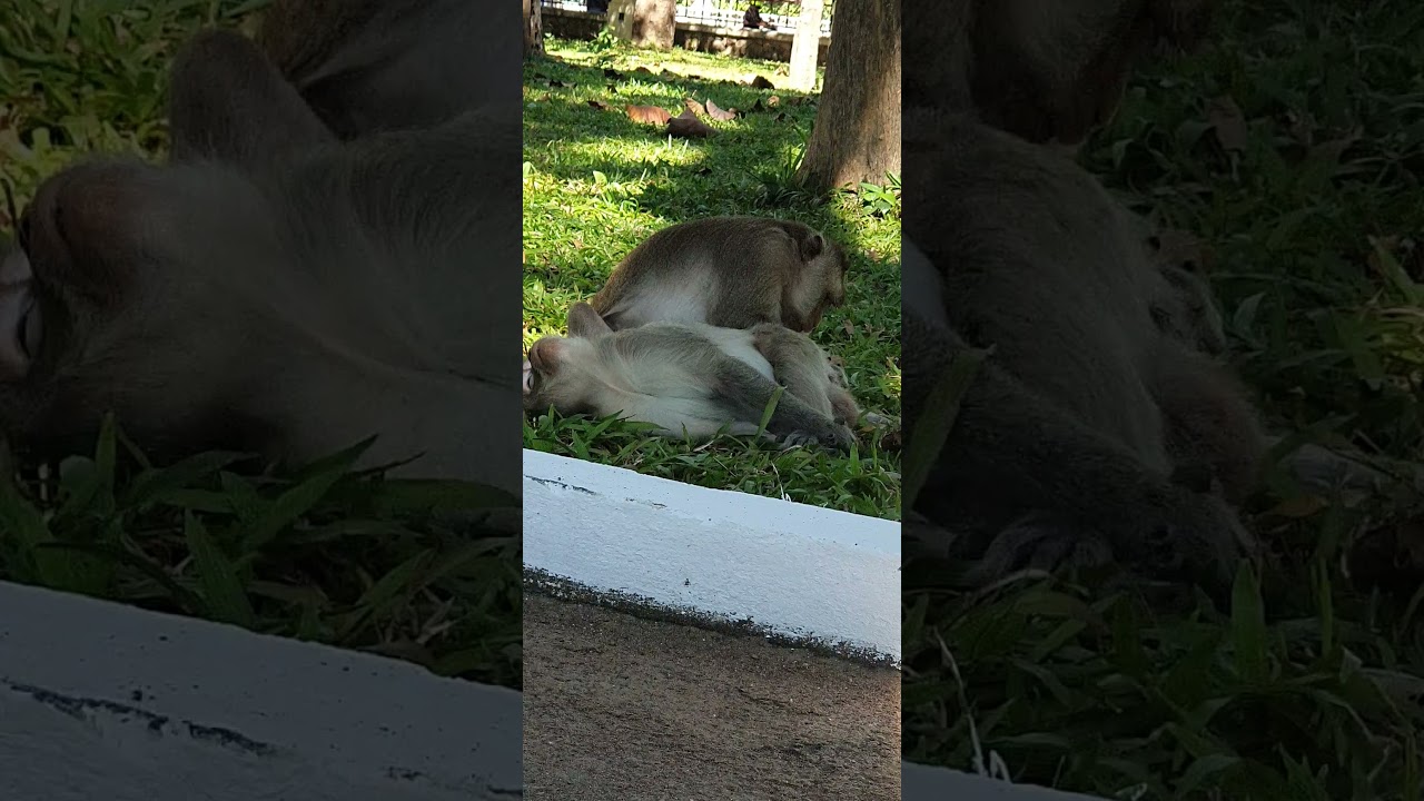 Comedy monkey,funny public monkey , feeeding poor public monkey