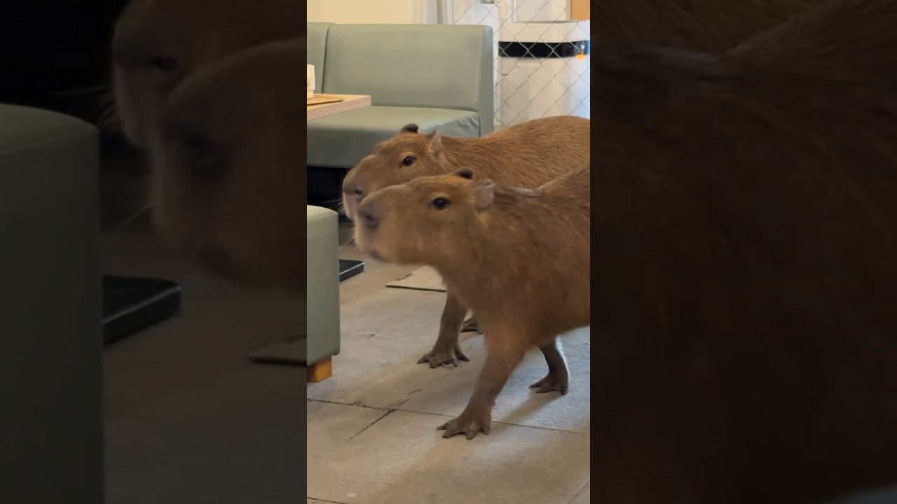 Capybara Cafe