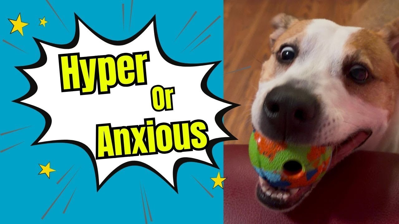 Почему ваша «энергичная собака» на самом деле может быть тревожной — и что делать вместо этого.