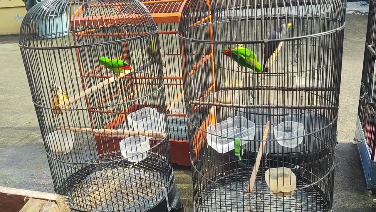 PERAWATAN BURUNG SRINDIT