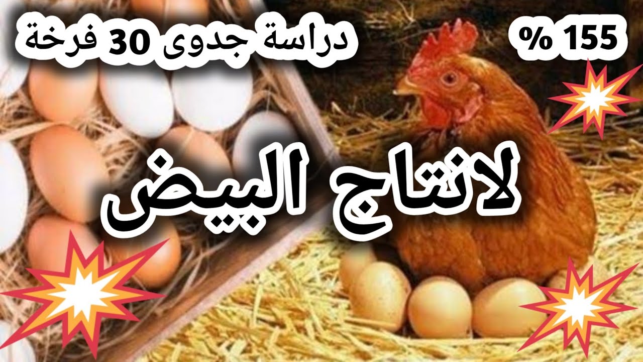 #مشروع صغير مربح من المنزل .تربية ٣٠ فرخة بياض لانتاج بيض المائده #تربية الدواجن #ارباح