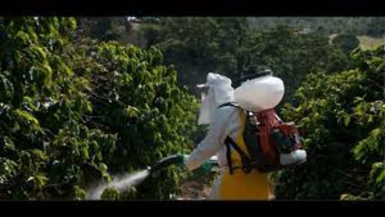 Se puede MEZCLAR FERTILIZANTE foliar con INSECTICIDAS y FUNGICIDAS 🥑