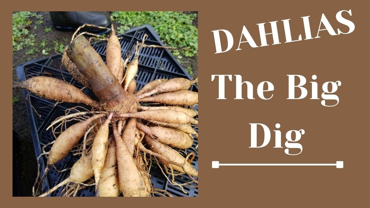 The Big Dahlia Dig!