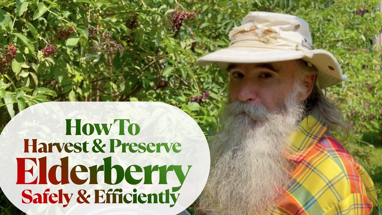 HOW to HARVEST & PRESERVE ELDERBERRY Safely & Efficiently