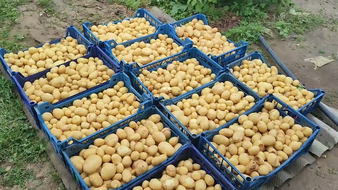 На на Рынок Великие Копани Молодой Картофеля
