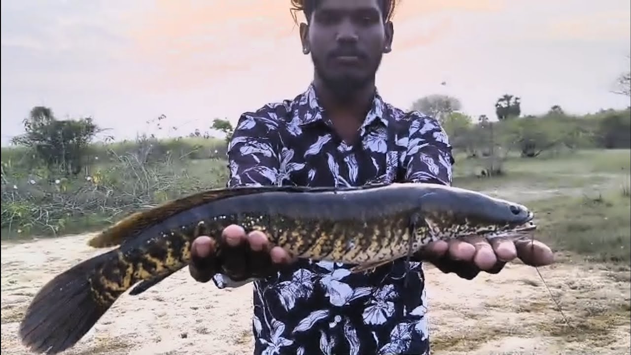 🎣பிராக் லூர்யில் பிடித்த விரால் மீன் 🐟#fishing #fishingvideo #fish 
